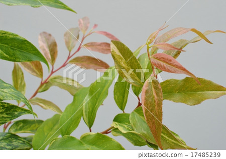 Leaves of Iwananten Leaves of Iwananten 17485239