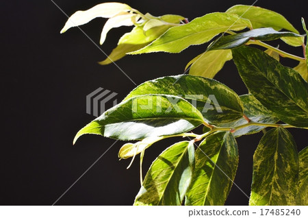 Iwananten的葉子 17485240