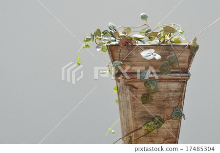 Heart Kazura Heart Kazura 17485304