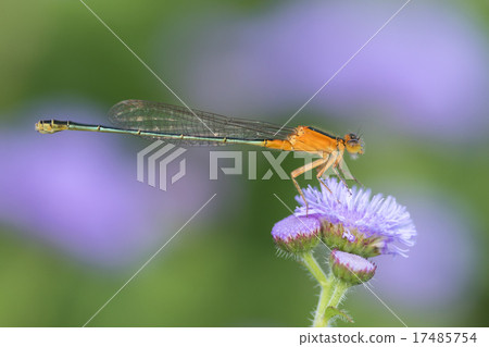 Hinumitomitobo 17485754