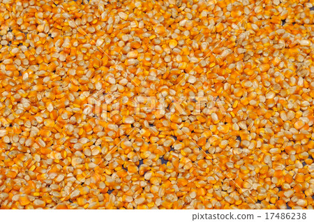Corn seeds in the sunny day 17486238