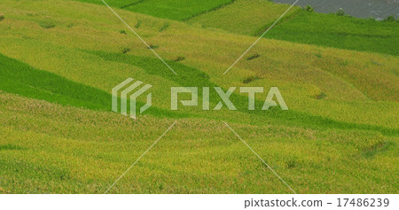 Rice terrace fields in Sapa, northwest Vietnam Rice terrace fields in Sapa, northwest Vietnam 17486239