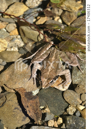 Japanese black frog 17486312