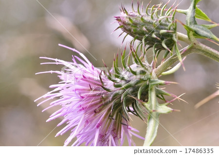 Tony thistle Tony thistle 17486335