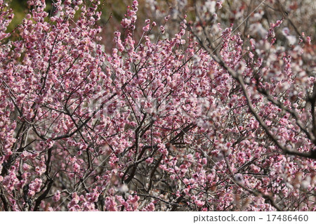 Spring impression Plum blossoms Spring impression Plum blossoms 17486460
