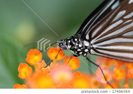 Butterflies smoking nectar 17486564