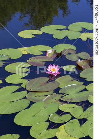 Water lily pond 17486651