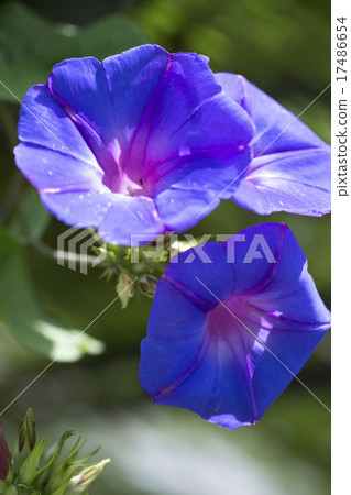  早晨的太陽 17486654