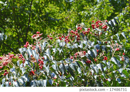 Gonzui的水果和種子 17486731