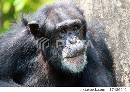 Chimpanzee Chimpanzee 17486941