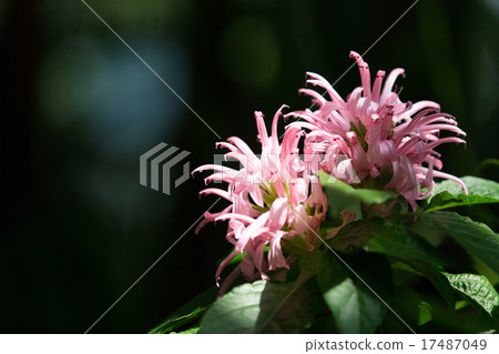 Sango bana Sango bana 17487049