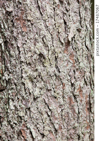 落葉松落葉松 落葉松落葉松 17487067