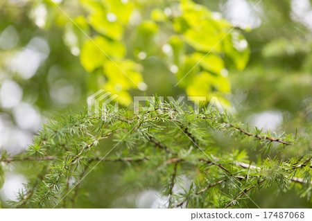 larch leaves larch leaves 17487068