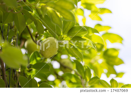 Mubane nuts Mubane nuts 17487069