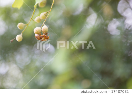 Hakuunboku和蟬的外殼 Hakuunboku和蟬的外殼 17487081