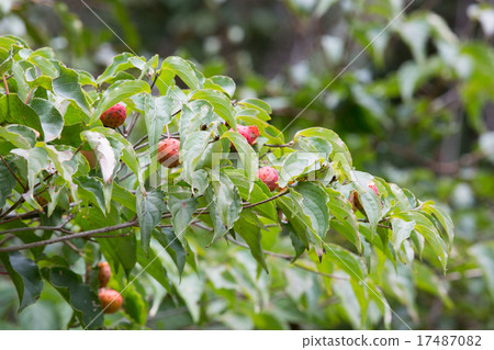 Sarunashi麵條 Sarunashi麵條 17487082