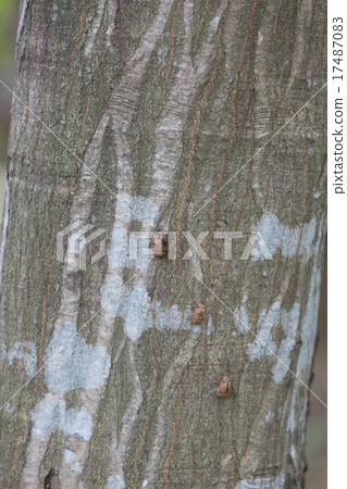 The trunk of the canopy and a cedar of the cicada The trunk of the canopy and a cedar of the cicada 17487083