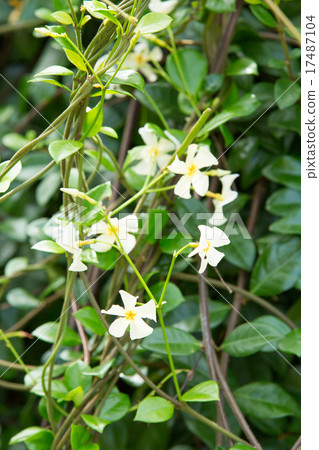 Tei Ka Zera 17487104