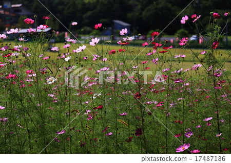 Okabezaka Kogen的宇宙 17487186