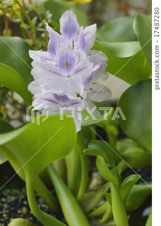 Water hyacinth 17487280