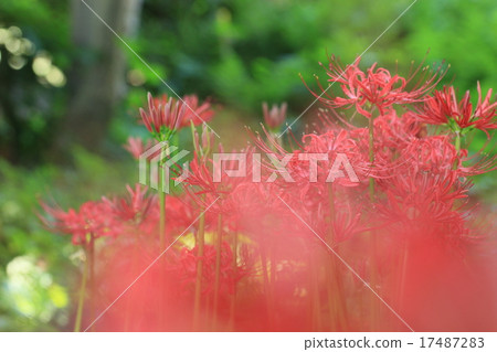 Cluster amaryllis Cluster amaryllis 17487283
