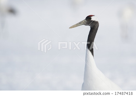 Cranberries 17487418