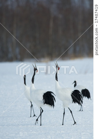 Cranberries 17487419