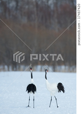 Cranberries 17487420