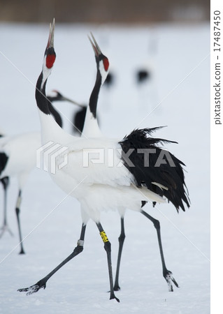 Cranberries 17487450