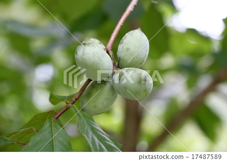 Poplar fruit Poplar fruit 17487589