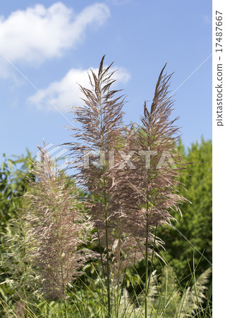 Pampasgrass 17487667