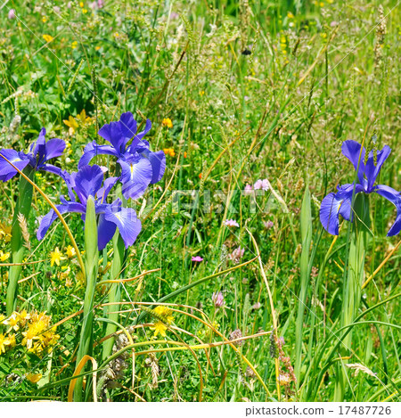 background of different herbs and flowers of iris 17487726