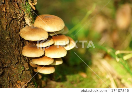 天然香菇 17487846