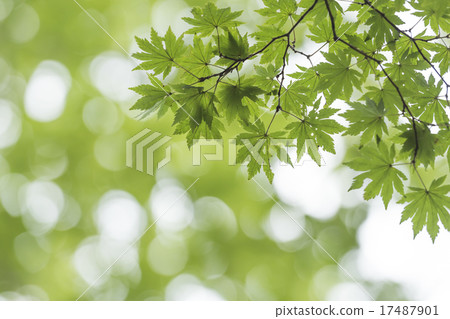 Green maple and ball deform 17487901