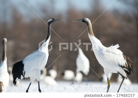 Cranberries 17488157