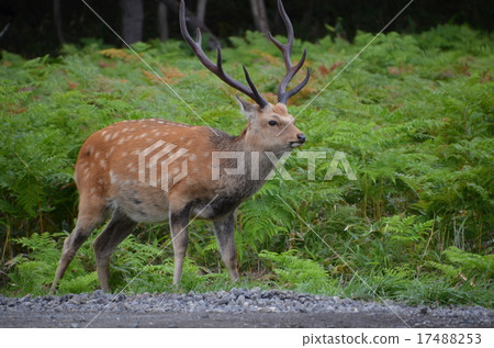 Ezo deer Ezo deer 17488253