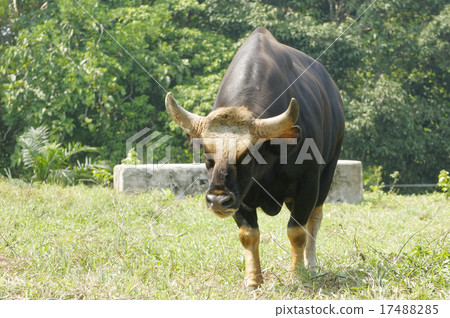 Malayan Gaur 17488285