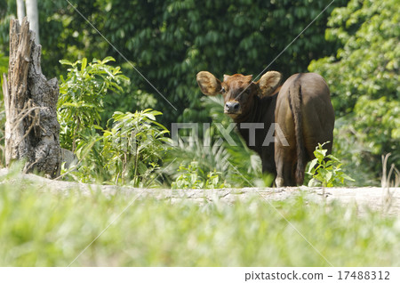 Malayan Gaur Malayan Gaur 17488312