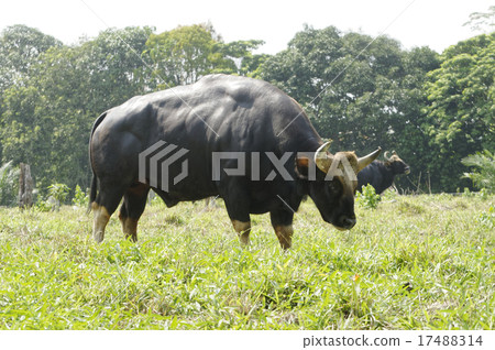 Malayan Gaur 17488314
