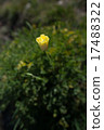 黃罌粟 17488322
