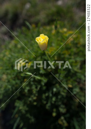 Yellow poppy Yellow poppy 17488322