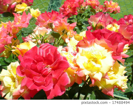 Rose Rose 17488494