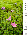 Autumn leaves and moss image 17488531