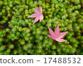 Autumn leaves and moss image 17488532