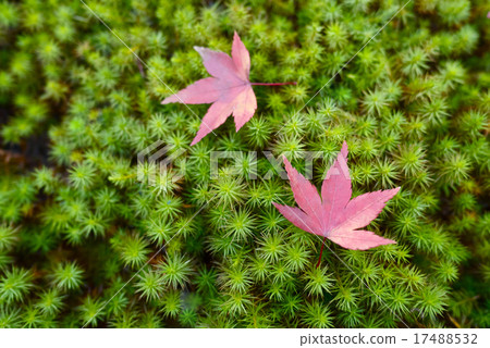 Autumn leaves and moss image Autumn leaves and moss image 17488532