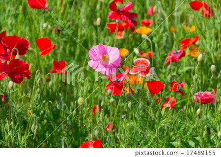 罌粟田 17489155