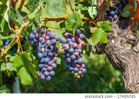 Two bunches of ripe grapes. 17489295