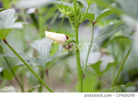 Kurosuzumi sucking on okra 's nectar 17489299
