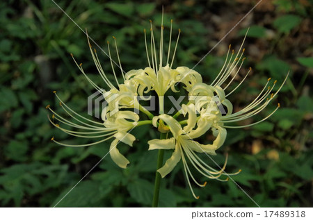 群集孤挺花 17489318