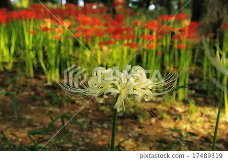 Cluster amaryllis Cluster amaryllis 17489319
